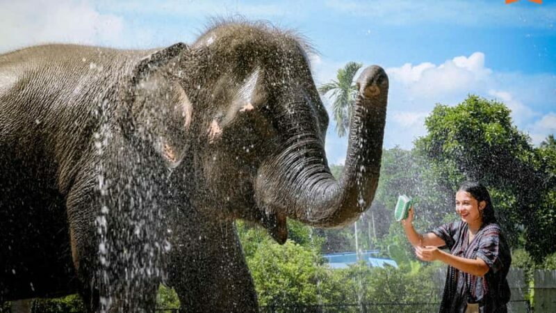 Koh Samui: Elephant Sanctuary Tour - Feed & Shower Elephants - FAQs