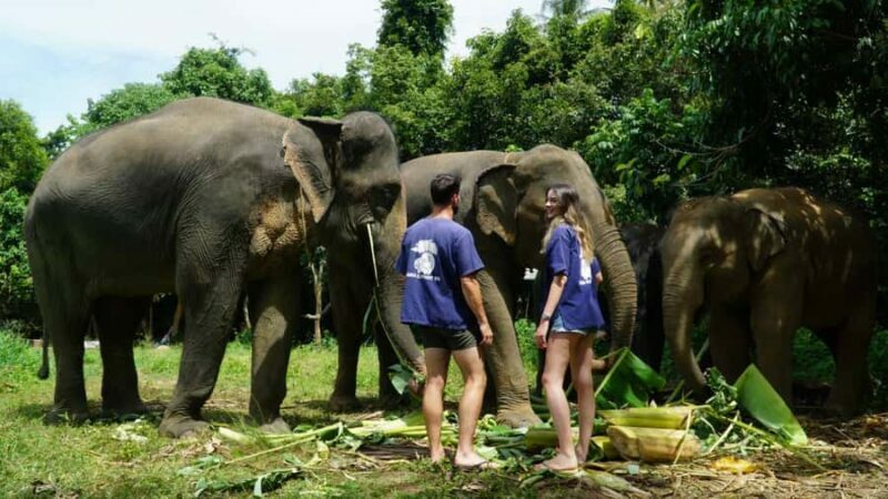 Koh Samui: Elephant Sanctuary Visit with Mud Spa & Lunch - Key Points