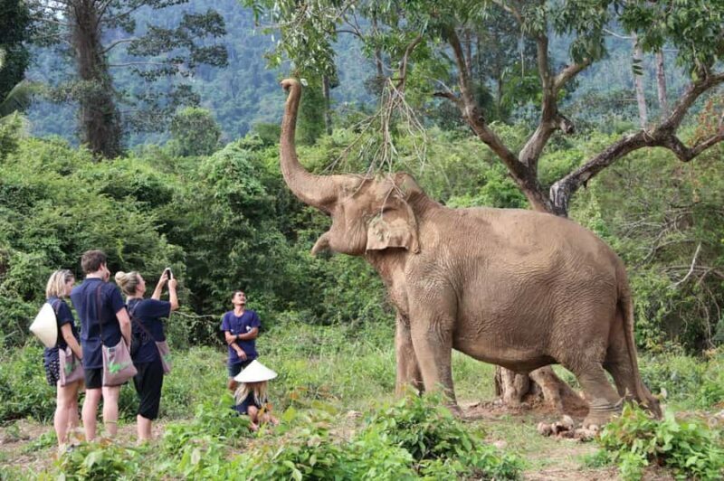 Koh Samui: Ethical Elephant Home Guided Tour with Transfers - Key Points