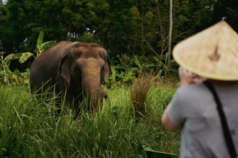 Koh Samui: Ethical Elephant Home Guided Tour with Transfers - An Honest Look at the Koh Samui Elephant Home Guided Tour