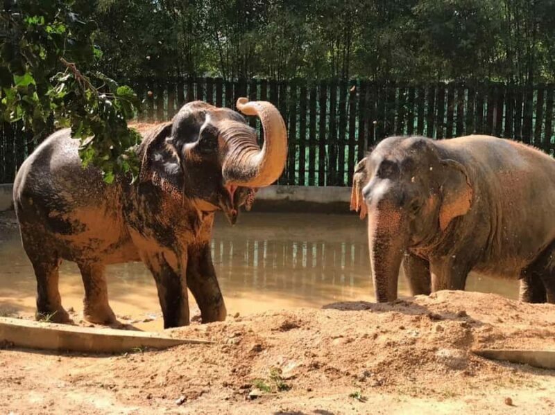Koh Samui: Ethical Elephant Home Guided Tour with Transfers - Final Reflection