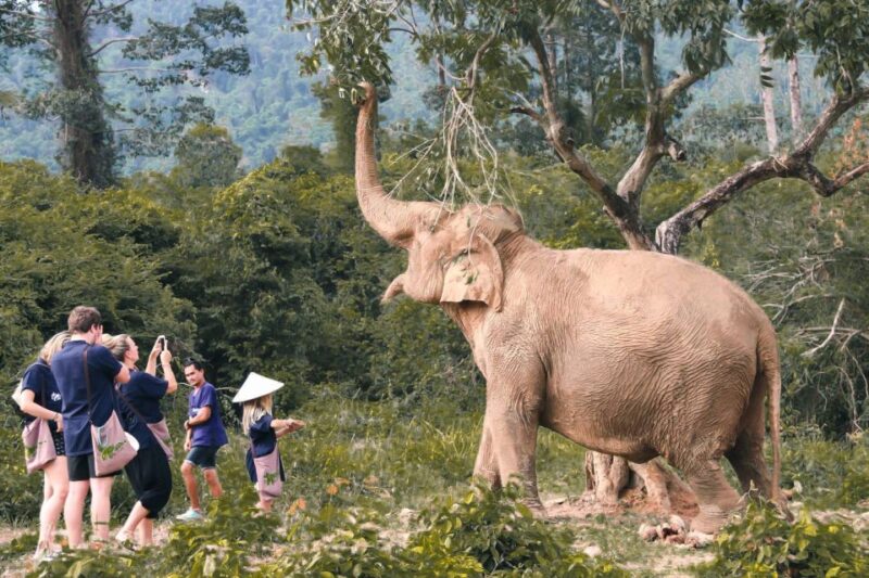 Koh Samui: Ethical Elephant Home Guided Tour With Transfers - Ethical Elephant Care