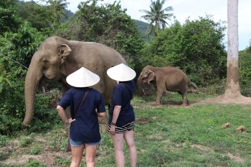 Koh Samui: Ethical Elephant Home Guided Tour With Transfers - Dining Experience