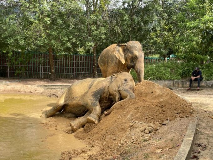 Koh Samui: Ethical Elephant Home Guided Tour With Transfers - Tour Inclusions