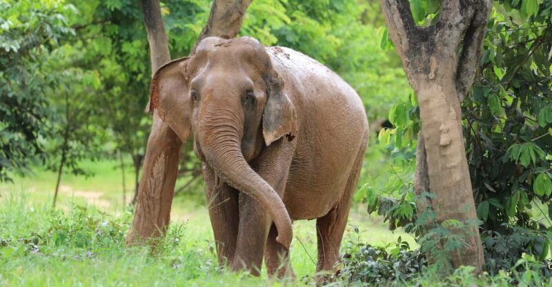 Koh Samui: Ethical Elephant Observation Half-Day Tour - Key Points