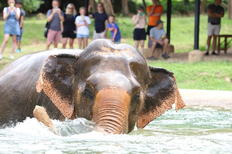 Koh Samui: Ethical Elephant Observation Half-Day Tour - Observation Activities
