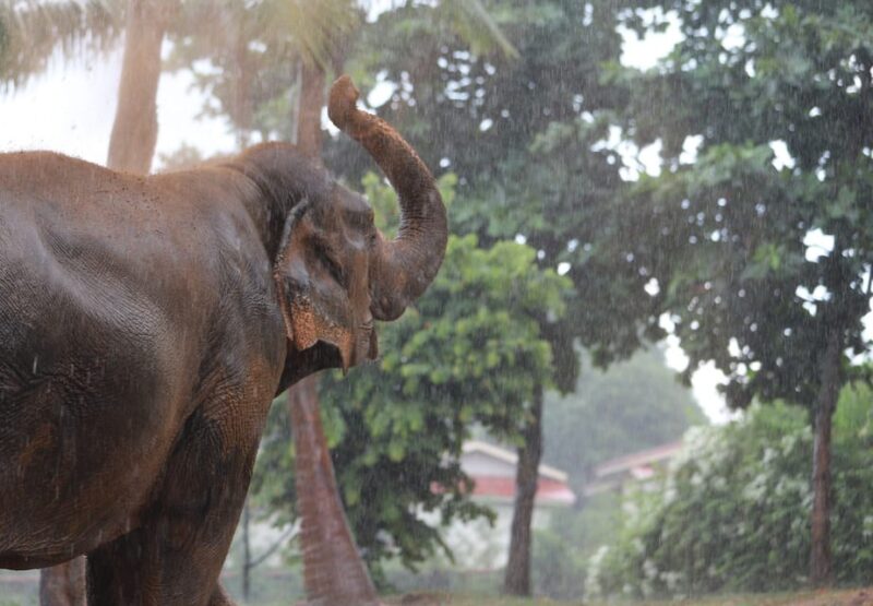 Koh Samui: Ethical Elephant Observation Half-Day Tour - Elephant Welfare