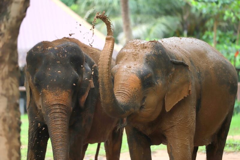Koh Samui: Ethical Elephant Observation Half-Day Tour - Transportation and Transfers