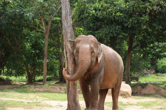 Koh Samui: Ethical Elephant Observation Half-Day Tour - Tour Policies