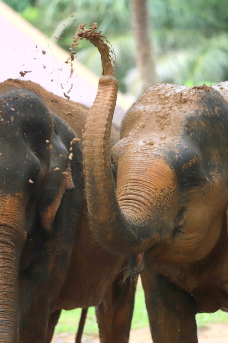 Koh Samui: Ethical Elephant Observation Half-Day Tour - Frequently Asked Questions