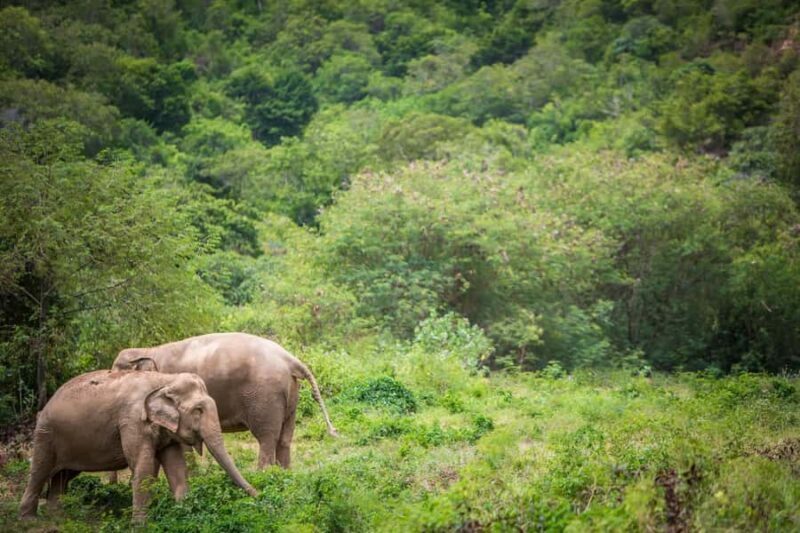 Koh Samui: Ethical Elephant Sanctuary Tour with Buffet Lunch - Key Points