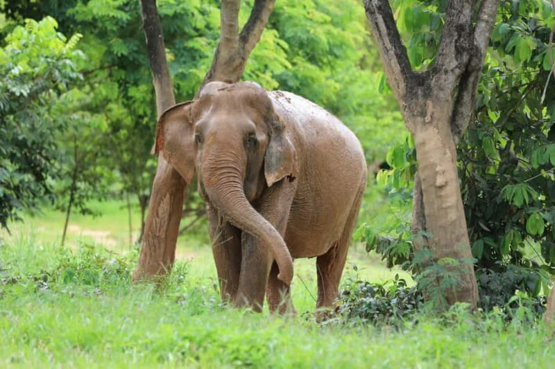 Koh Samui: Ethical Elephant Sanctuary Tour with Buffet Lunch - An Honest Look at the Experience