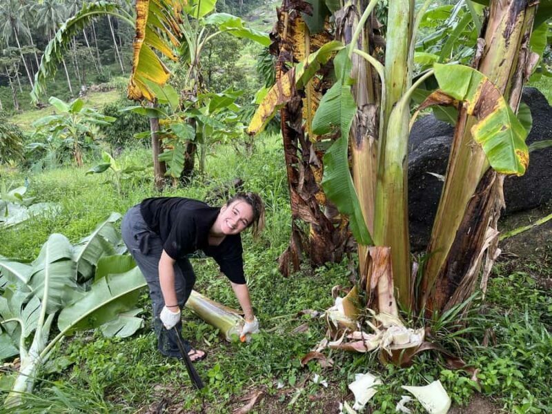 Koh Samui: Ethical Elephant Sanctuary Tour with Buffet Lunch - The Sum Up