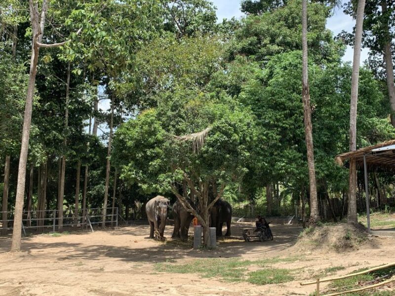 Koh Samui: Ethical Elephant Sanctuary Tour With Buffet Lunch - Key Points