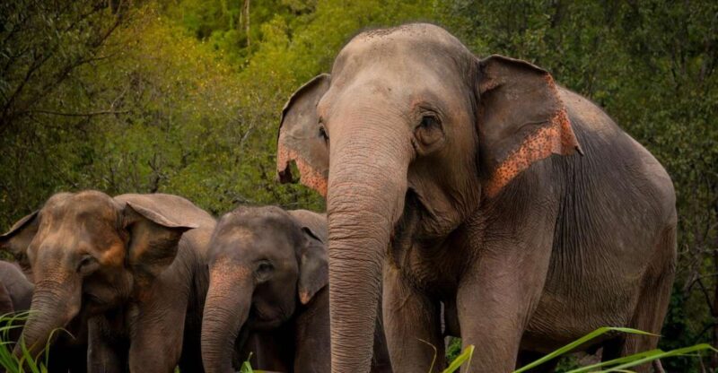 Koh Samui: Ethical Elephant Sanctuary Tour With Buffet Lunch - Itinerary and Activities