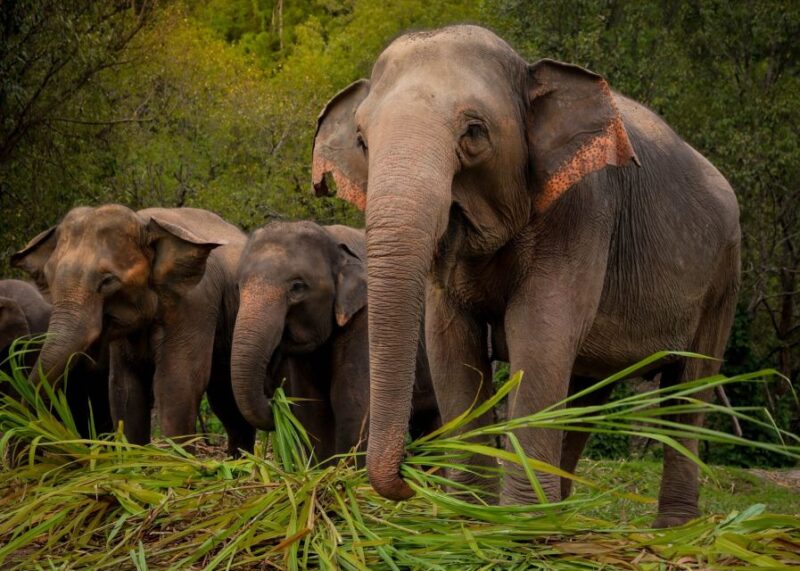 Koh Samui: Ethical Elephant Sanctuary Tour With Buffet Lunch - Pickup and Drop-off