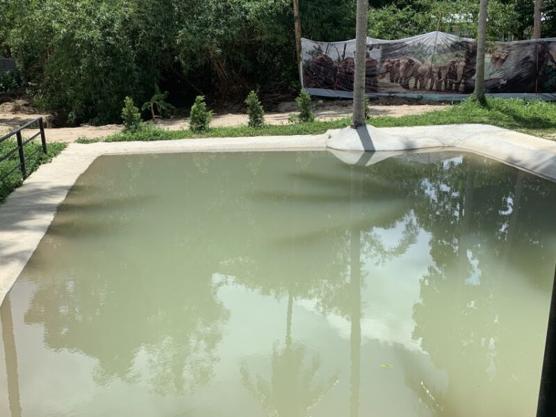Koh Samui: Ethical Elephant Sanctuary Tour With Buffet Lunch - Visitor Recommendations