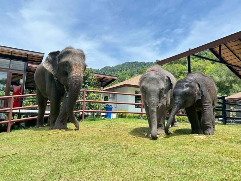 Koh Samui: Guided Tour with Big Buddha & Na Muang Falls - Scenic Viewpoints and Natural Spots