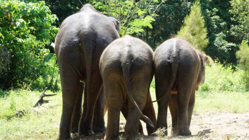 Koh Samui: Half-Day Ethical Elephant Sanctuary With Mud Spa - Included Amenities
