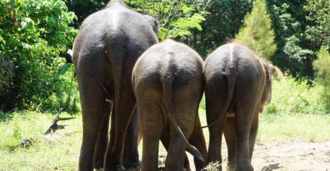 Koh Samui: Half-Day Ethical Elephant Sanctuary With Mud Spa - Customer Ratings
