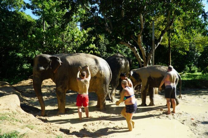 Koh Samui: Half-Day Ethical Elephant Sanctuary With Mud Spa - Guided Tour Insights