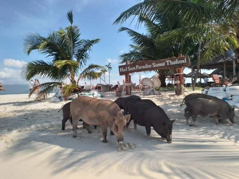 Koh Samui: Island Hopping Adventure in Coral and Pig Island - Key Points
