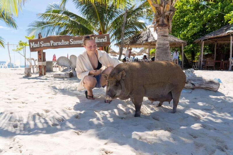 Koh Samui: Island Hopping Adventure in Coral and Pig Island - Itinerary and Activities