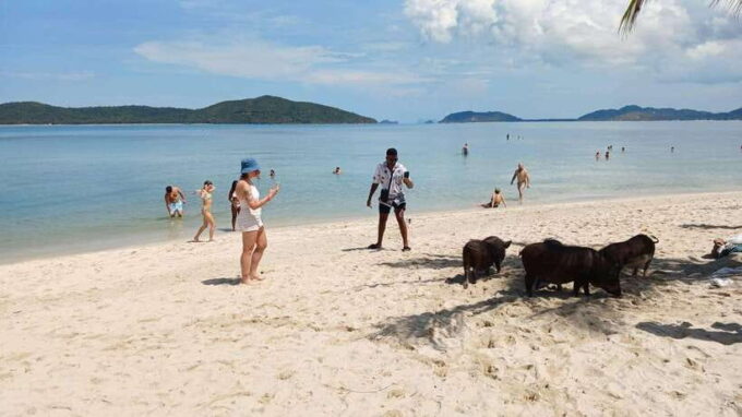 Koh Samui: Island Hopping Adventure in Coral and Pig Island - Frequently Asked Questions
