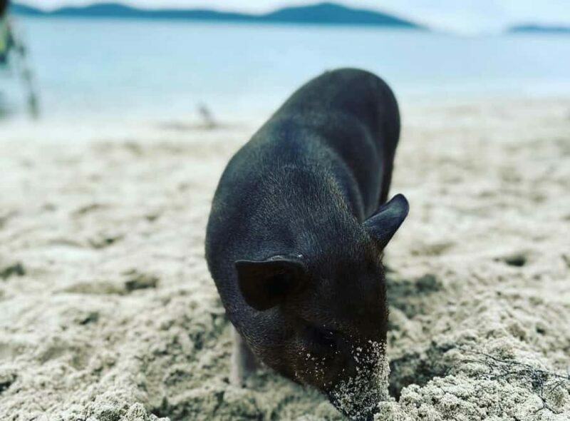 Koh Samui: Jetski Safari, Snorkeling to Pig & Virgin Islands - Key Points
