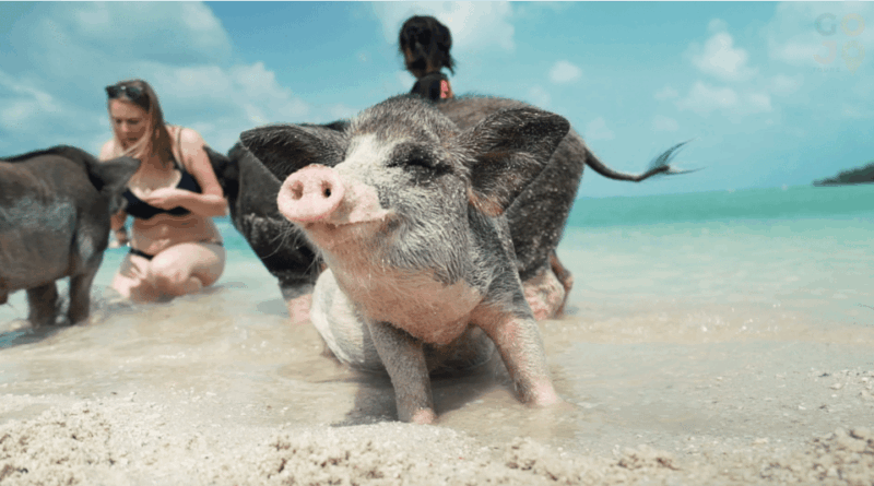 Koh Samui: Koh Madsum and Koh Tan by Private Longtail Boat. - Key Points