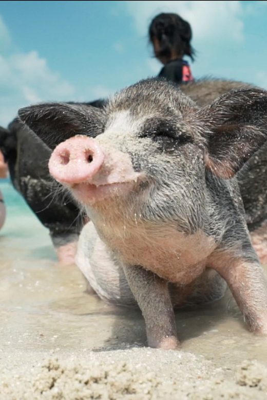Koh Samui: Koh Madsum and Koh Tan by Private Longtail Boat. - Interacting With Resident Pigs