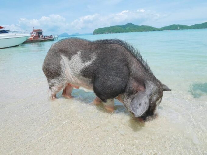 Koh Samui: Koh Madsum and Koh Tan by Private Longtail Boat. - Inclusion of Insurance