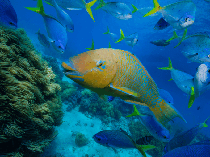 Koh Samui: Koh Tao and Nangyuan Snorkeling Tour by Catamaran - What to Bring for the Tour