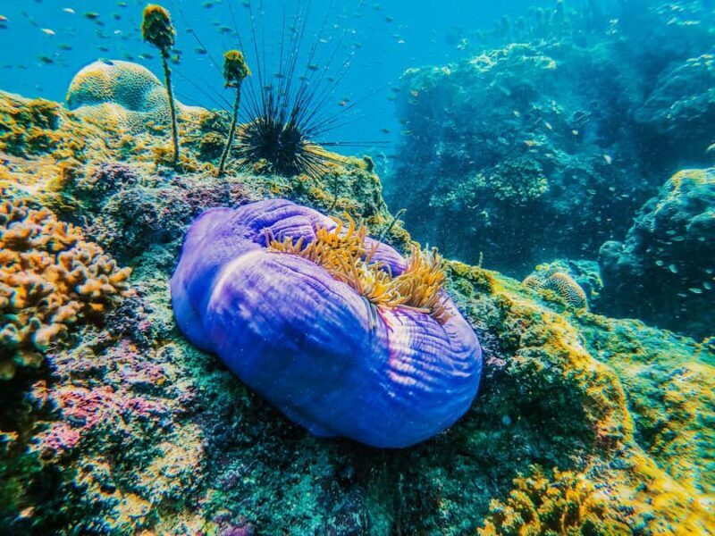 Koh Samui: Koh Tao and Nangyuan Snorkeling Tour with Lunch - A Closer Look at the Tour Itinerary and Experience