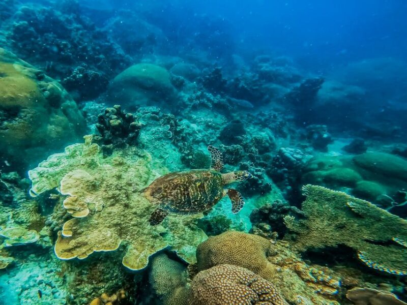 Koh Samui: Koh Tao and Nangyuan Snorkeling Tour With Lunch - Inclusions and Exclusions