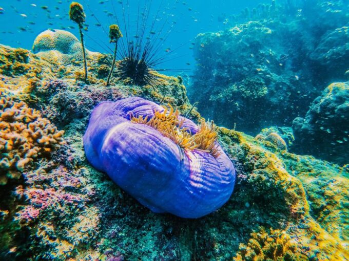 Koh Samui: Koh Tao and Nangyuan Snorkeling Tour With Lunch - Frequently Asked Questions