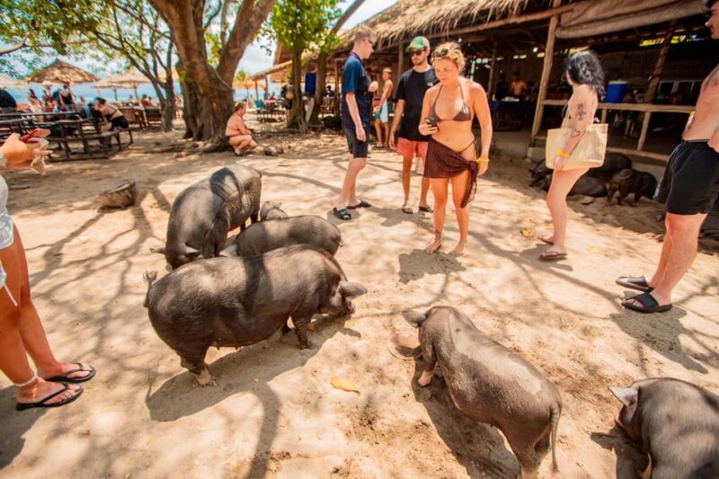 Koh Samui: Pig Island Day Tour by Speedboat - Itinerary Highlights