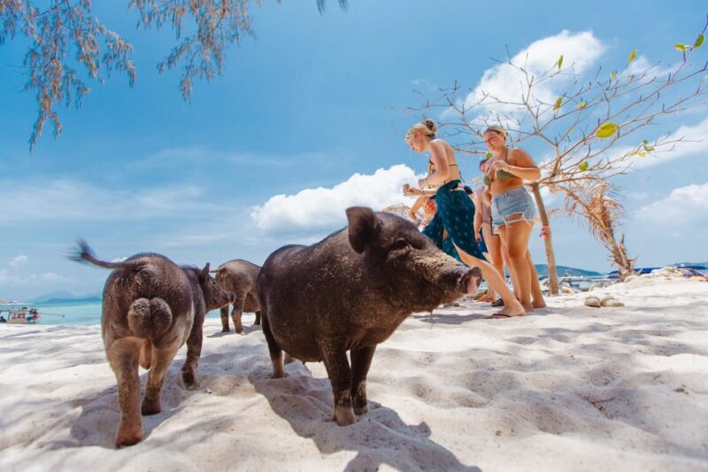 Koh Samui: Pig Island Private Longtail Boat Tour - Key Points
