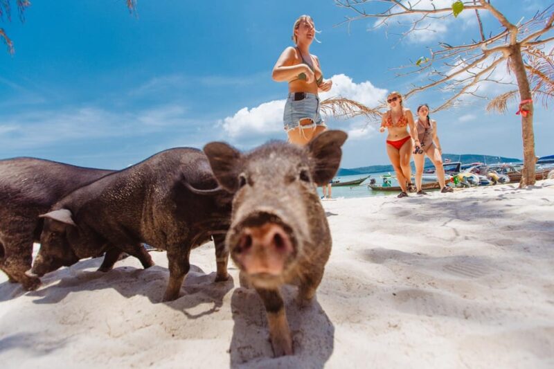 Koh Samui: Pig Island Private Longtail Boat Tour - Itinerary Highlights