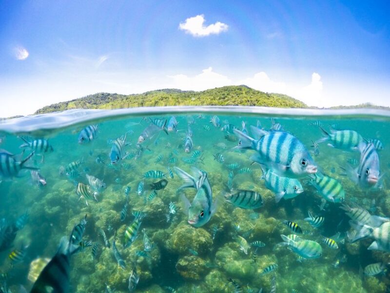 Koh Samui: Pig Island Tour by Speedboat With Snorkeling - Itinerary Highlights