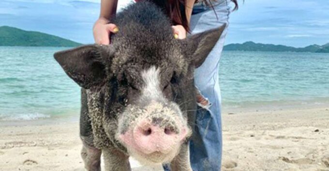 Koh Samui: Pig Island Tour by Speedboat With Snorkeling - Customer Feedback