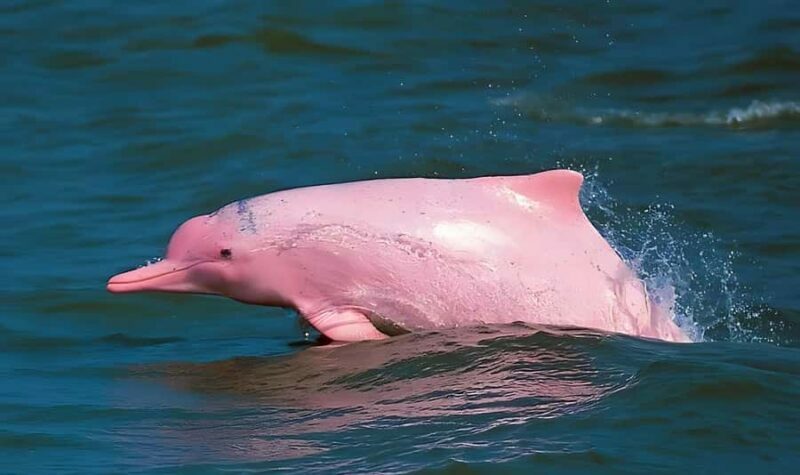 Koh Samui: Pink Dolphin, Pig Island, and Snorkeling Day Trip - Introducing the Koh Samui: Pink Dolphin, Pig Island, and Snorkeling Day Trip