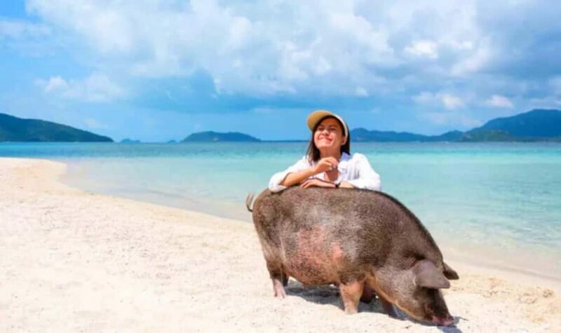Koh Samui: Pink Dolphin, Pig Island, and Snorkeling Day Trip - Key Points