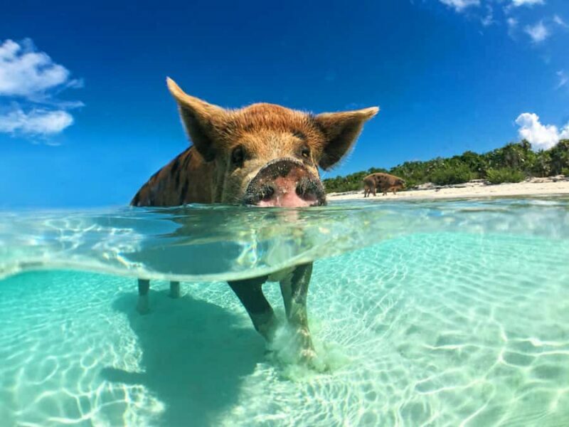 Koh Samui: Pink Dolphin, Pig Island, and Snorkeling Day Trip - What Makes This Tour Stand Out