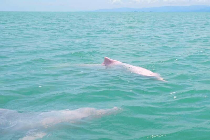 Koh Samui: Pink Dolphin, Pig Island, and Snorkeling Day Trip - Final Thoughts: Who Will Enjoy This?