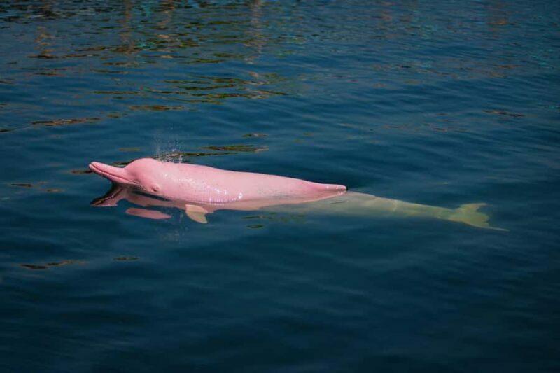 Koh Samui: Pink Dolphin, Pig Island, and Snorkeling Day Trip - Final Summary