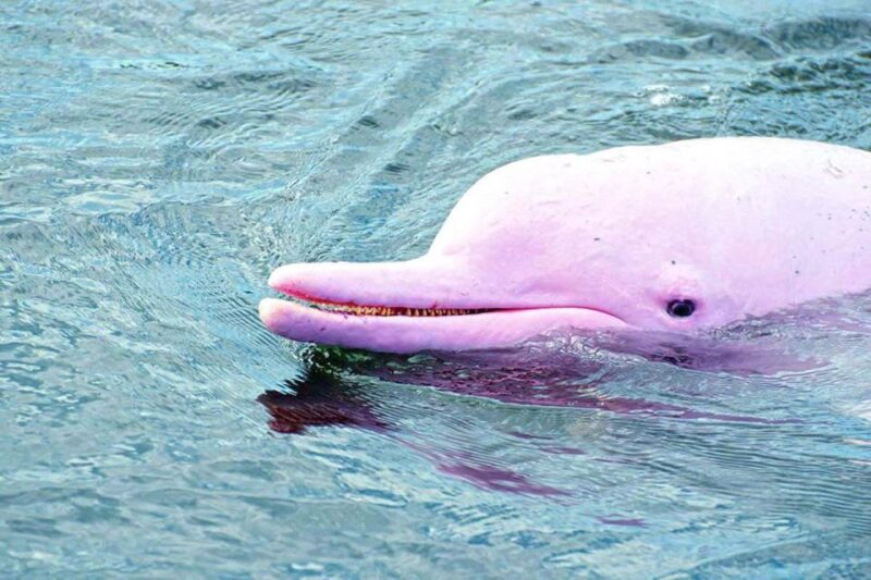Koh Samui: Pink Dolphin Spotting & Pig Island Speedboat Tour - Itinerary Breakdown