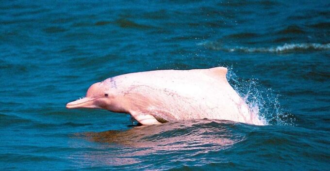 Koh Samui: Pink Dolphin Spotting & Pig Island Speedboat Tour - Customer Feedback