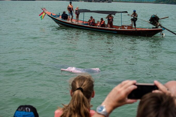 Koh Samui: Pink Dolphin Spotting & Pig Island Speedboat Tour - Frequently Asked Questions