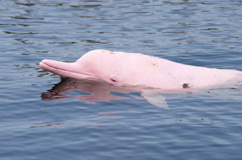Koh Samui: Pink Dolphin Spotting & Pig Island Speedboat Tour - Key Points